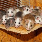 Hoe kun je muizen bestrijden in huis voorkomen?