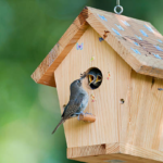 Ontdek de Schoonheid van Vogelhuisjes: Een Thuis voor Gevederde Vrienden